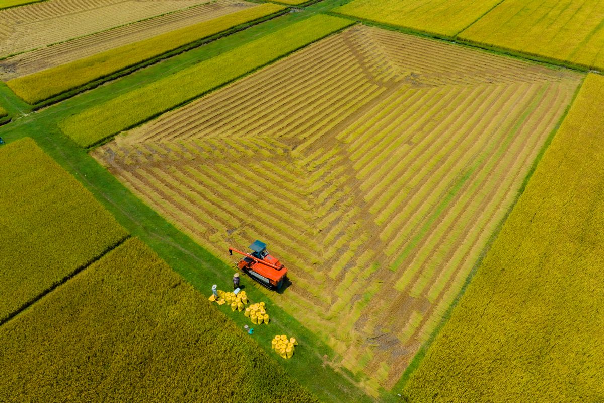 Rice cultivation in West Africa